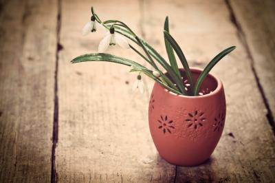 Snowdrop plant