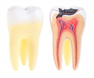 Image of tooth anatomy